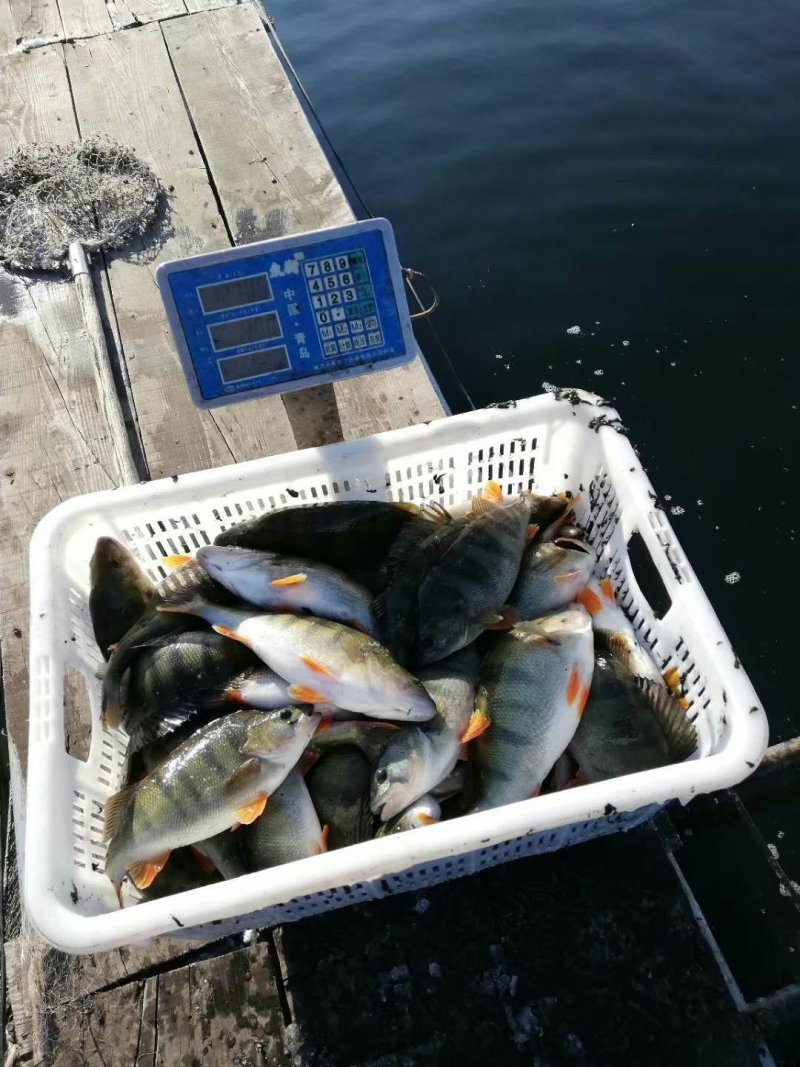 养殖淡水河鲈五道黑，价格以咨询为准*捡便宜的请绕行