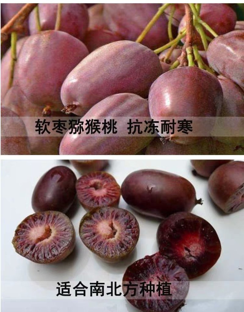 赤焰，红色九月，龙城2号，多个品种，甜度高，价格贵