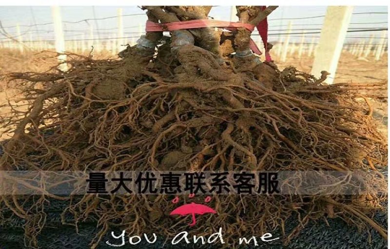 赤焰，红色九月，龙城2号，多个品种，甜度高，价格贵