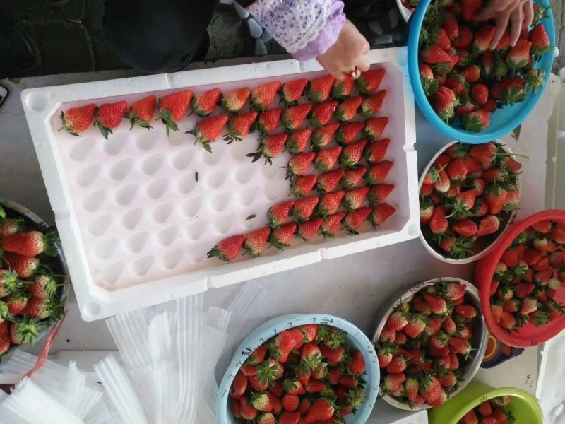 甜宝草莓20头，保质保量