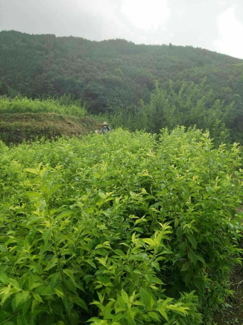 三华李苗☞裸根苗+营养杯苗【嫁接苗】