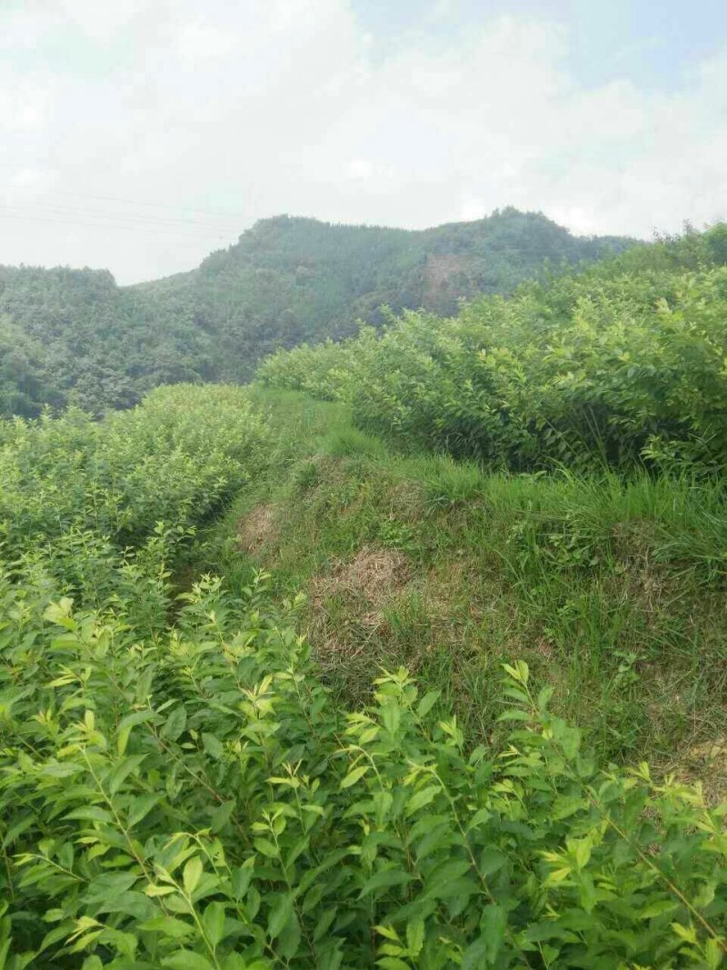 三华李苗☞裸根苗+营养杯苗【嫁接苗】