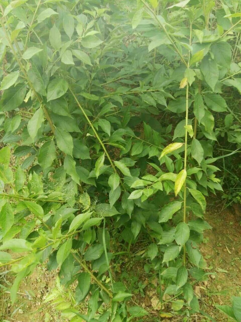 三华李苗☞裸根苗+营养杯苗【嫁接苗】