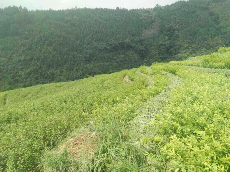 三华李苗☞裸根苗+营养杯苗【嫁接苗】