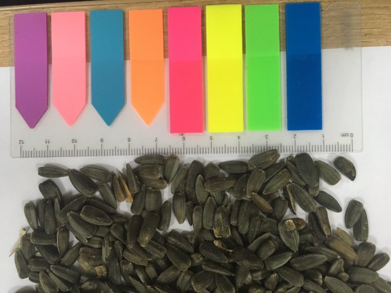 葵花籽哈萨克斯坦进口DAP
