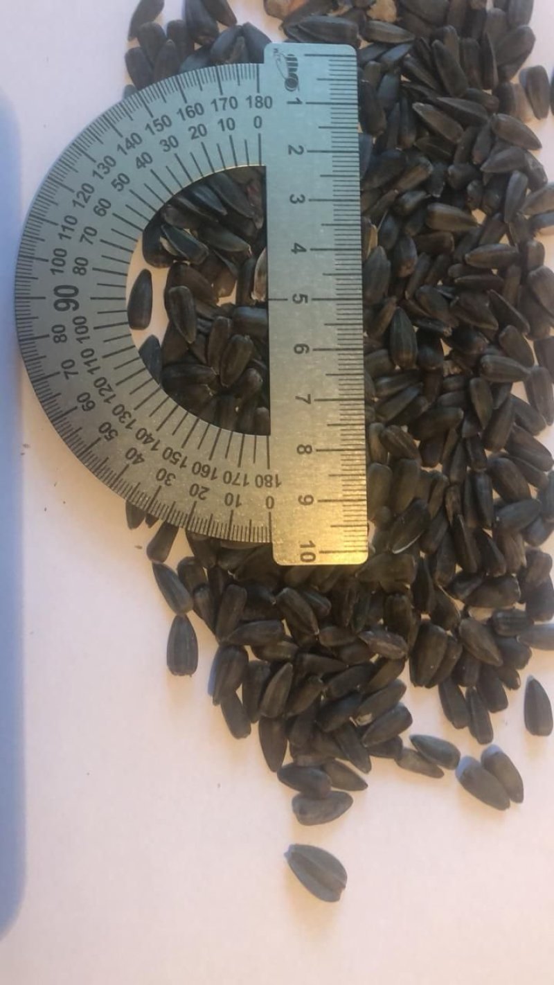葵花籽哈萨克斯坦进口DAP