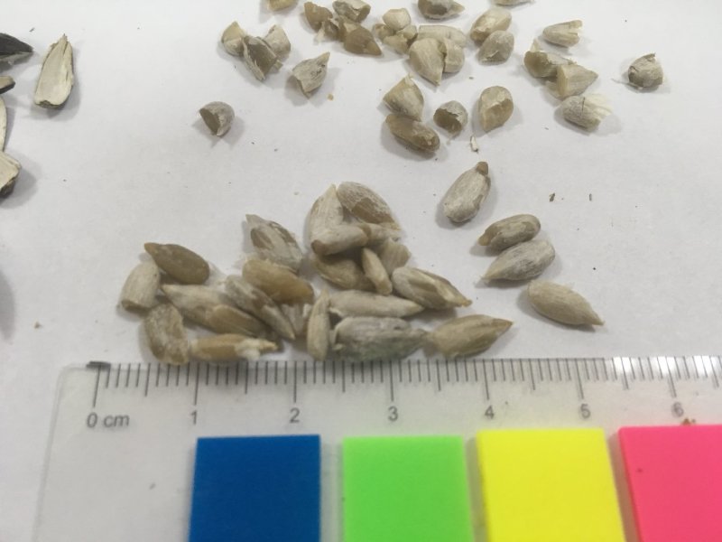 葵花籽哈萨克斯坦进口DAP
