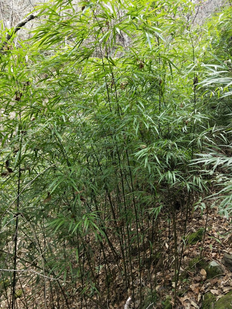 竹子（熊猫竹）~~~