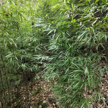 竹子（熊猫竹）~~~