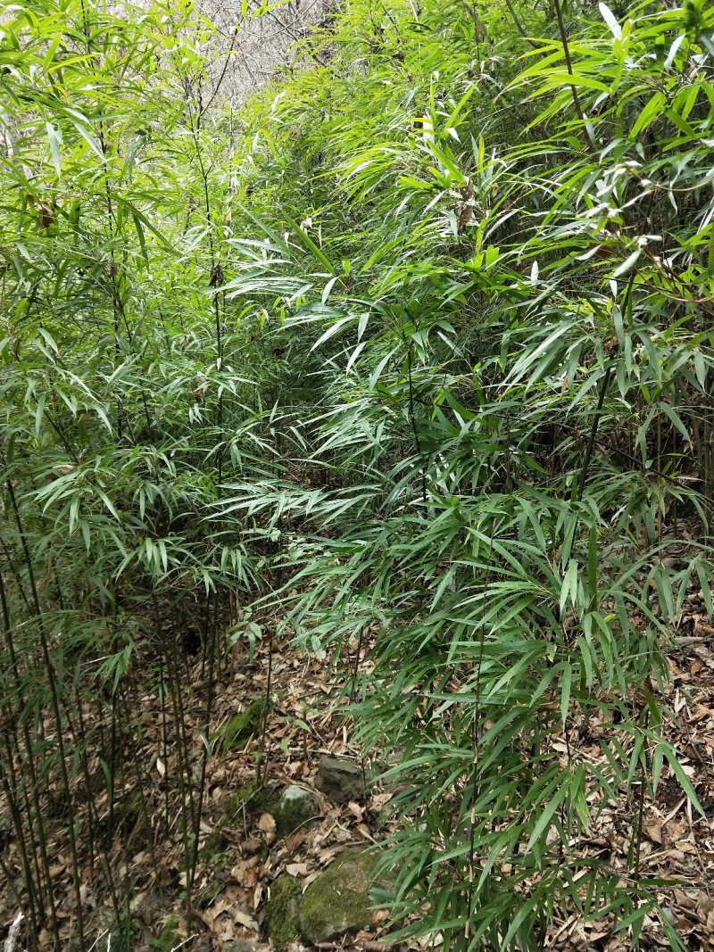 竹子（熊猫竹）~~~
