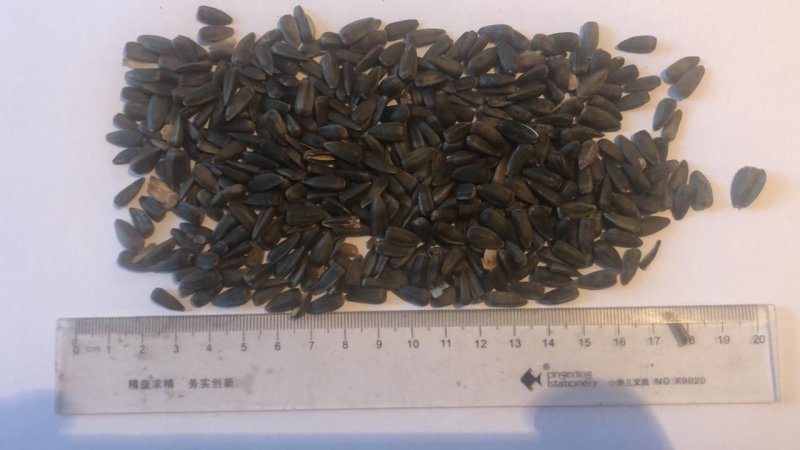 葵花籽哈萨克斯坦进口DAP