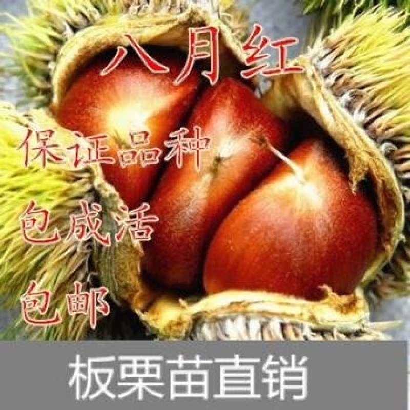 迁西板栗树苗，八月红板栗树苗，大红袍板栗树苗，黑板栗树苗