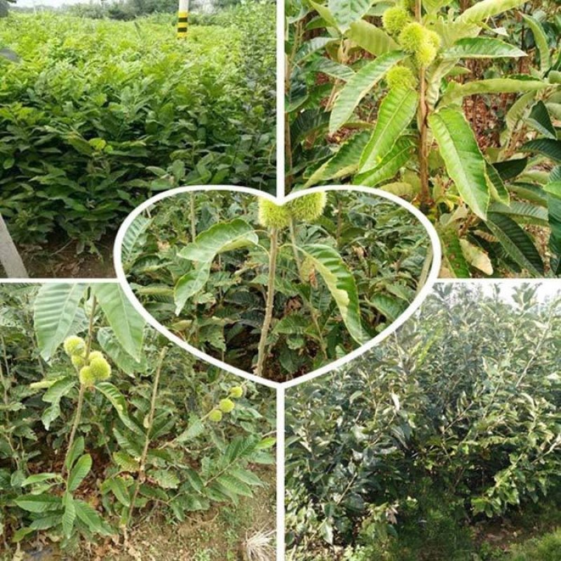 迁西板栗树苗，八月红板栗树苗，大红袍板栗树苗，黑板栗树苗
