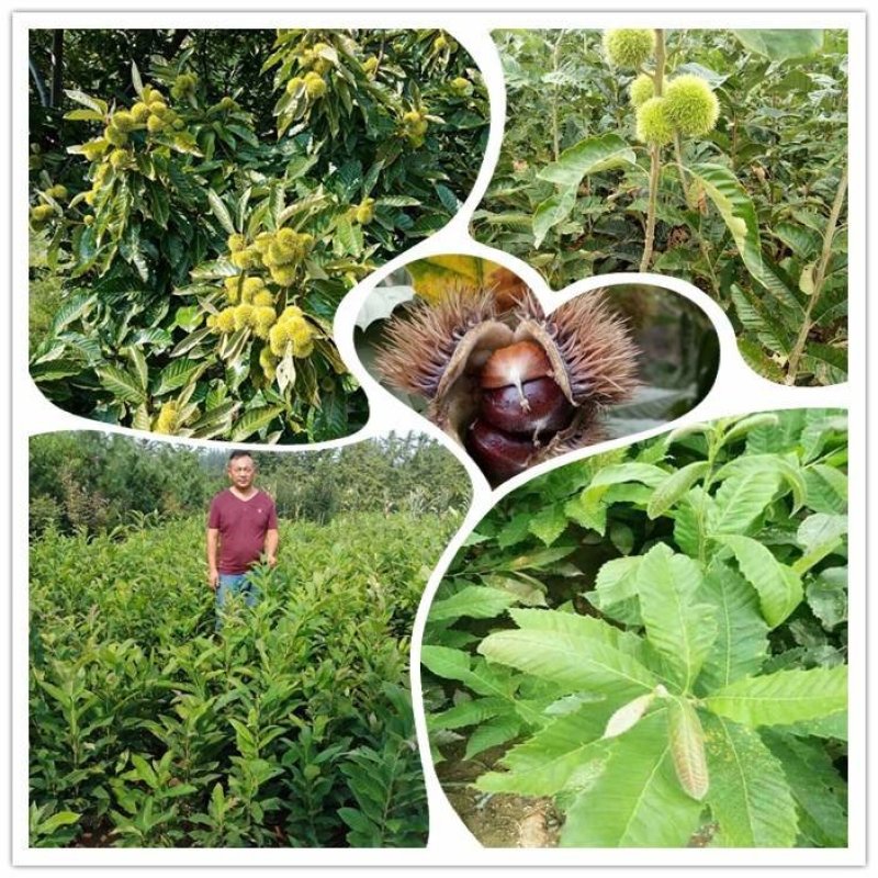 迁西板栗树苗，八月红板栗树苗，大红袍板栗树苗，黑板栗树苗