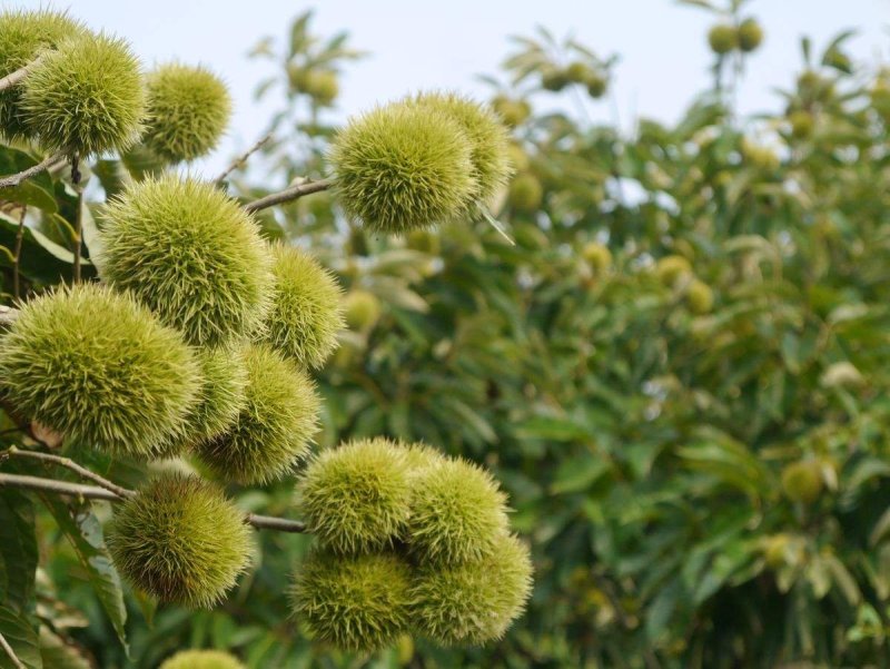 迁西板栗树苗，八月红板栗树苗，大红袍板栗树苗，黑板栗树苗
