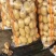 大量出售荷兰十五大量出售荷兰十五等品种