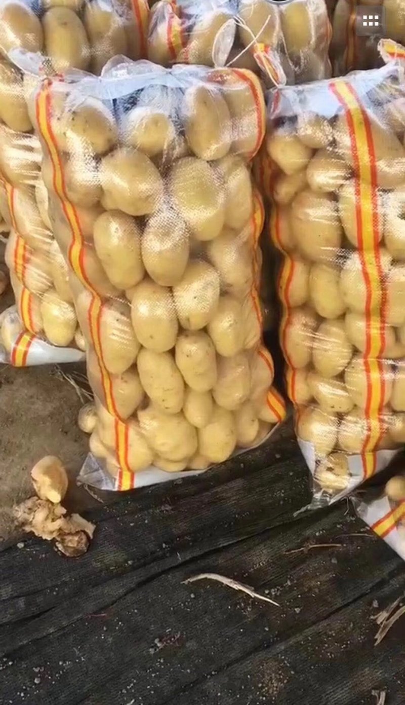 大量出售荷兰十五大量出售荷兰十五等品种