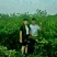 我公司常年大量供应悠悠枣树苗，枣子脆甜，苗子无病虫害