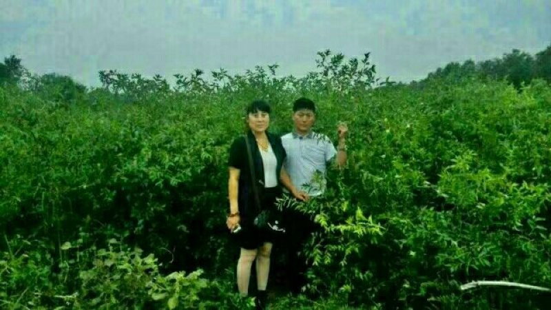 我公司常年大量供应悠悠枣树苗，枣子脆甜，苗子无病虫害