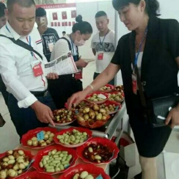 我公司常年大量供应悠悠枣树苗，枣子脆甜，苗子无病虫害