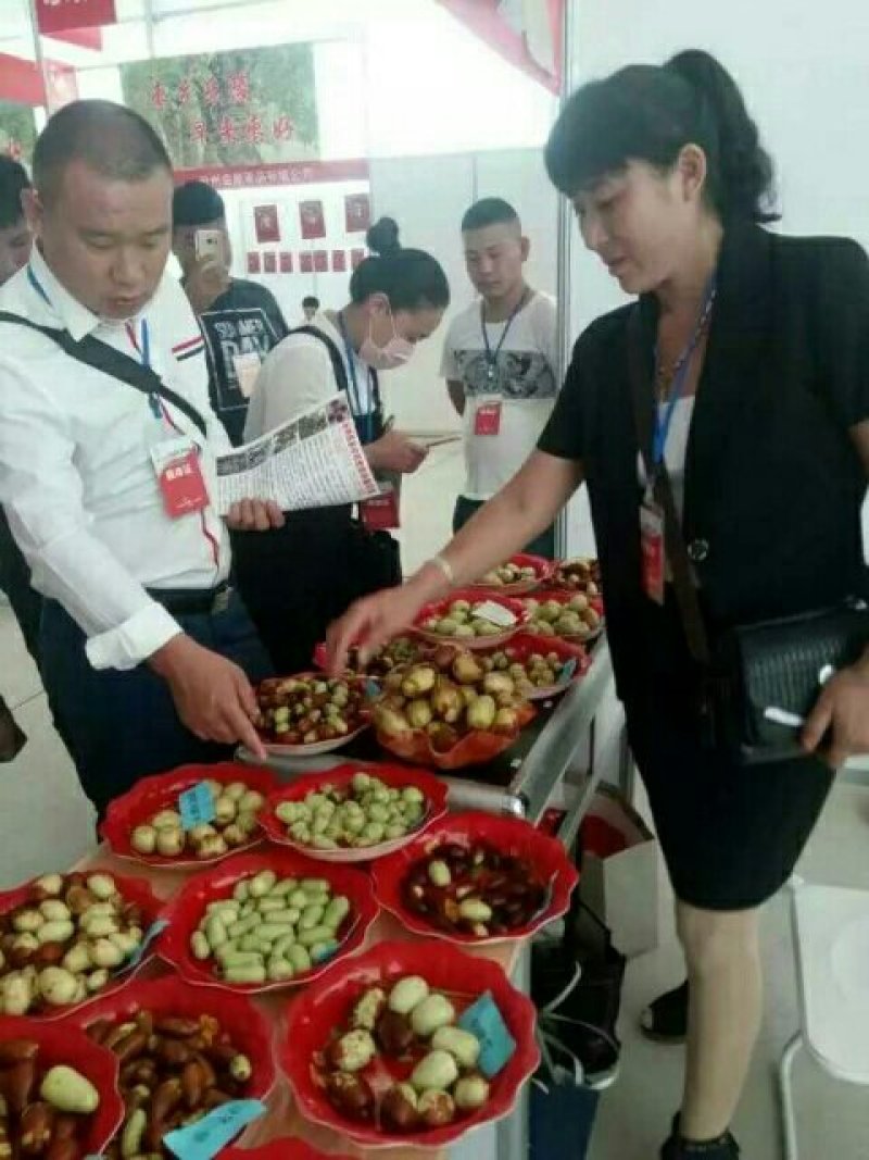 我公司常年大量供应悠悠枣树苗，枣子脆甜，苗子无病虫害