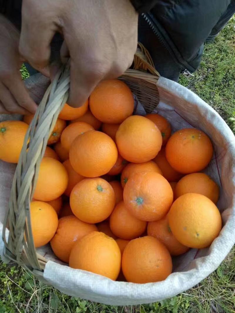 中华红橙、长虹橙纽荷尔橙，看园采果，七年牛商值得信赖