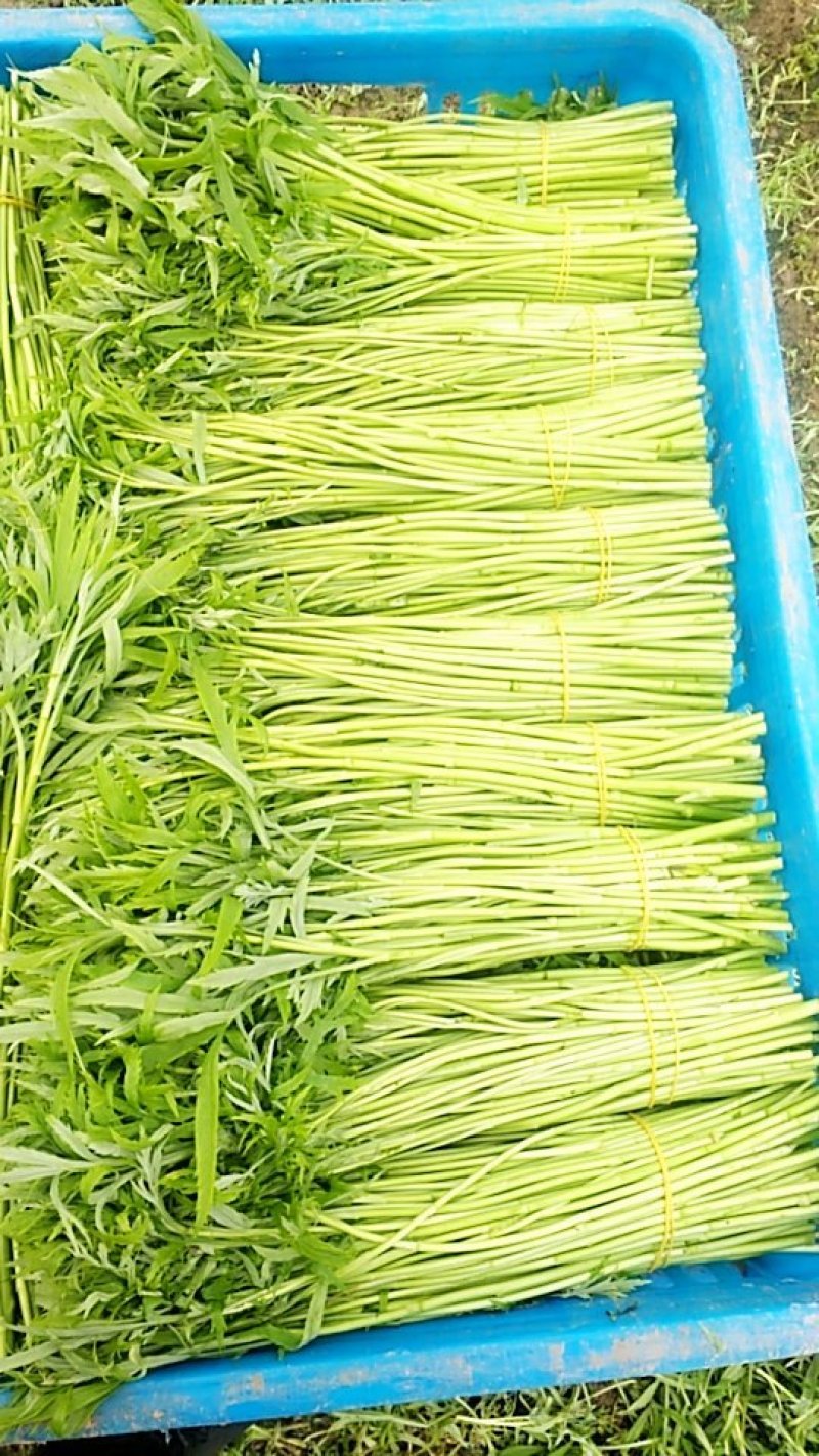 芦蒿新鲜蔬菜农家泥蒿去叶藜蒿净菜野菜鲜嫩去根蓠蒿