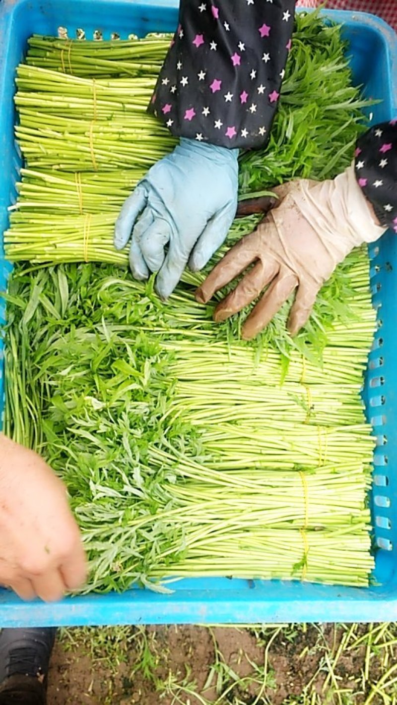 芦蒿新鲜蔬菜农家泥蒿去叶藜蒿净菜野菜鲜嫩去根蓠蒿