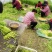 芦蒿新鲜蔬菜农家泥蒿去叶藜蒿净菜野菜鲜嫩去根蓠蒿