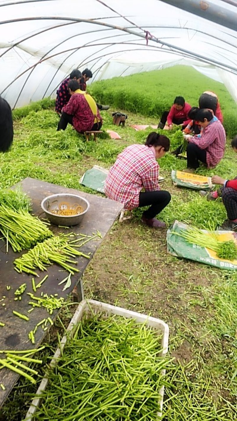 芦蒿新鲜蔬菜农家泥蒿去叶藜蒿净菜野菜鲜嫩去根蓠蒿