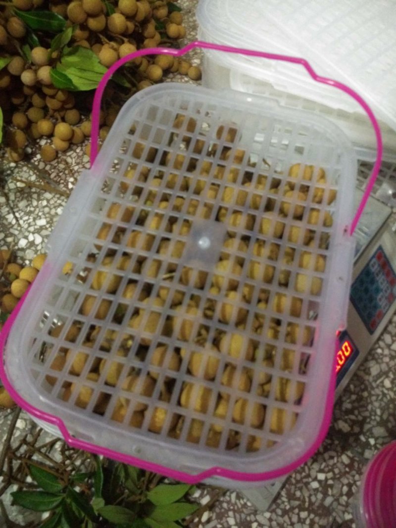 新鲜龙眼九月产季直销
