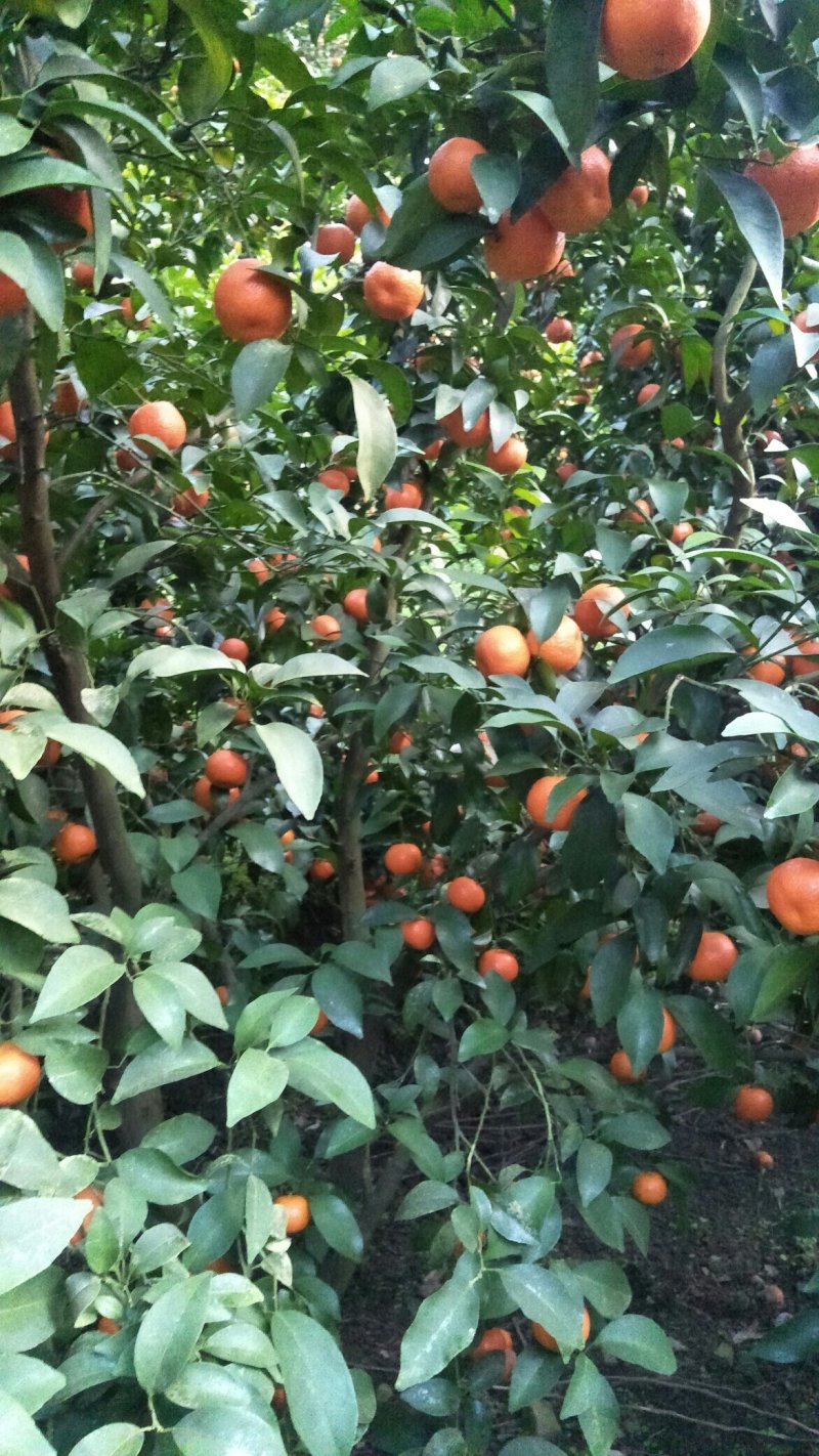 精品砂糖
