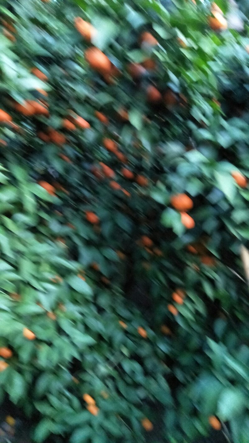 精品砂糖