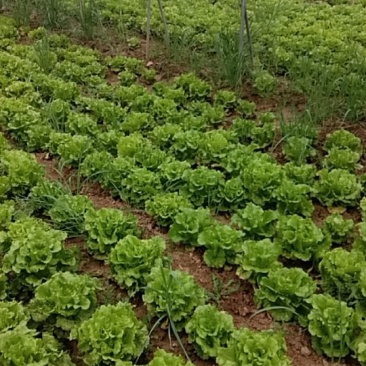 河南大叶生菜大量出售货源充足欢迎批发