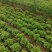河南大叶生菜大量出售货源充足欢迎批发
