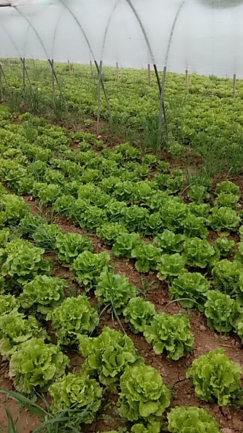 河南大叶生菜大量出售货源充足欢迎批发