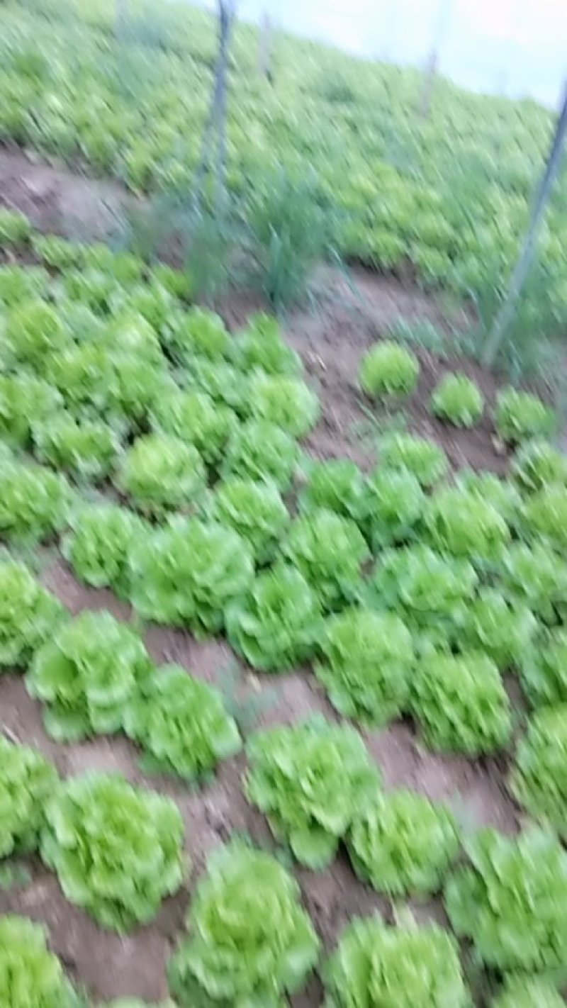河南大叶生菜大量出售货源充足欢迎批发