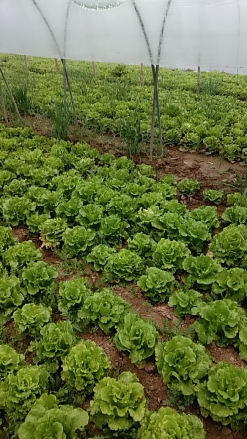 河南大叶生菜大量出售货源充足欢迎批发