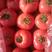 黄瓜芹菜大头菜西红柿🍅大量上市中欢迎选购