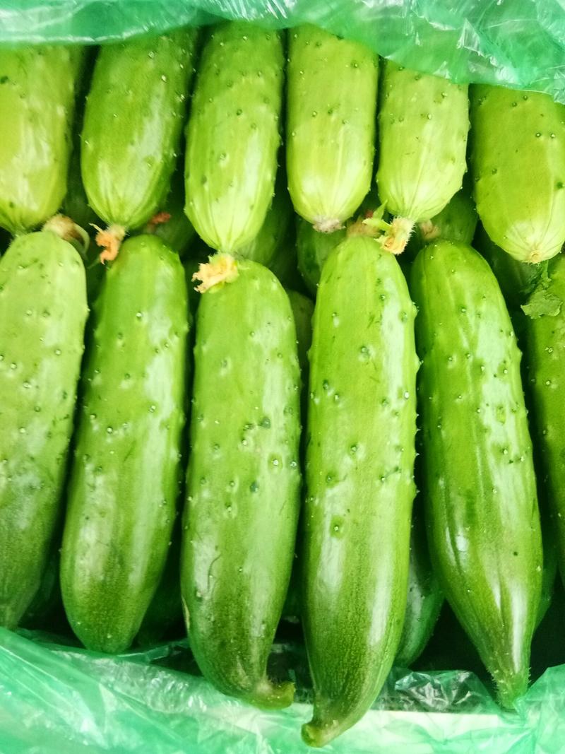 黄瓜芹菜大头菜西红柿🍅大量上市中欢迎选购