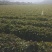 窝笋
