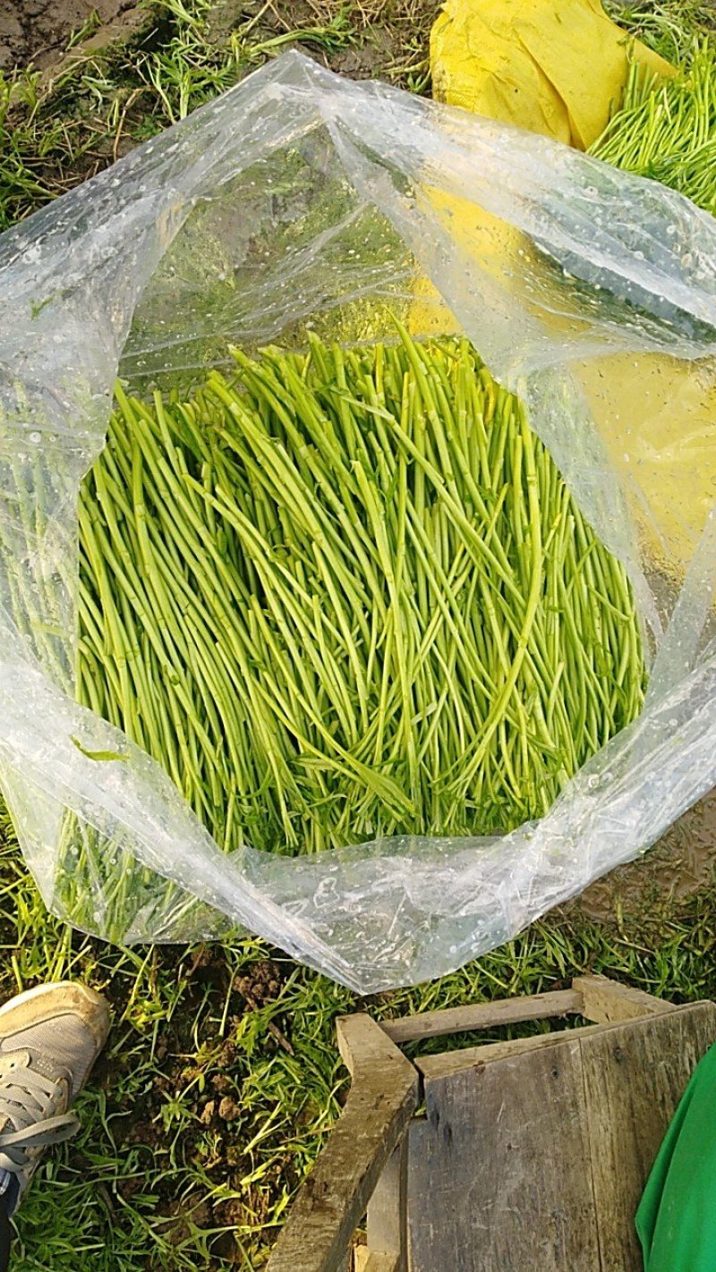 净蒿大量上市足量供应