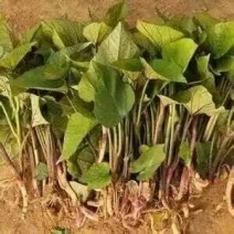 供应大量地瓜苗