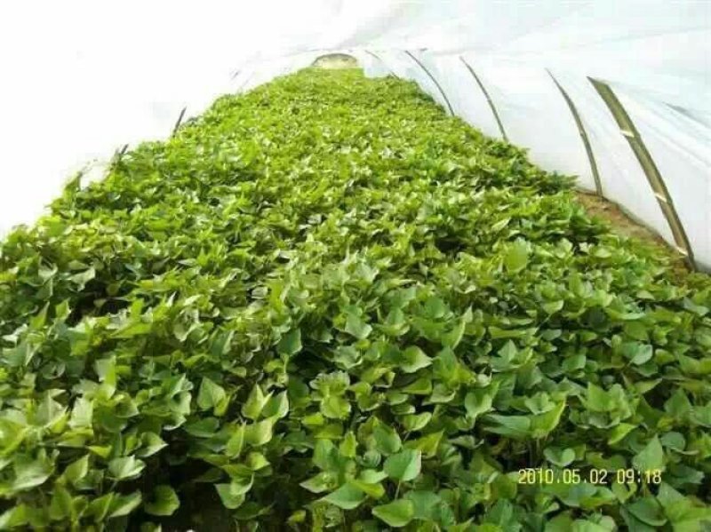 供应大量地瓜苗