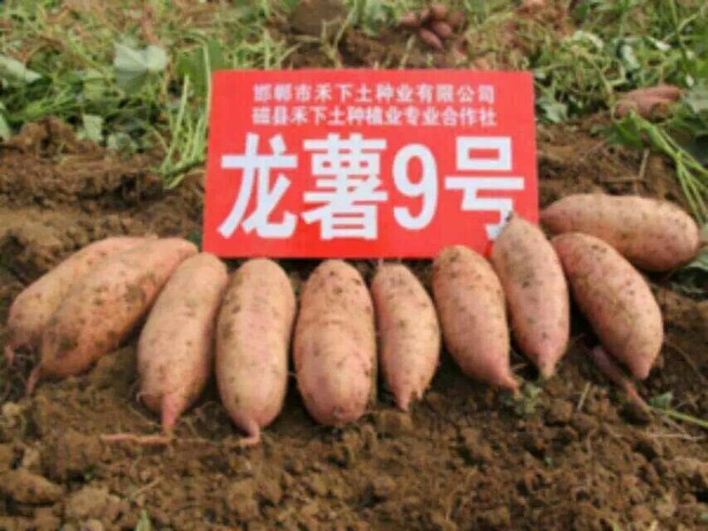 供应大量地瓜苗