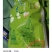 北大荒垦区自产稻花香4.5元/斤，包邮，不抛光，不打腊