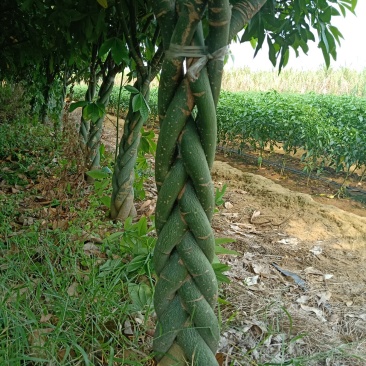 辫子发财树，裸根不带土。