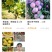 (李子苗)脆红李子树苗，一至二年苗。一手货源，基地直发