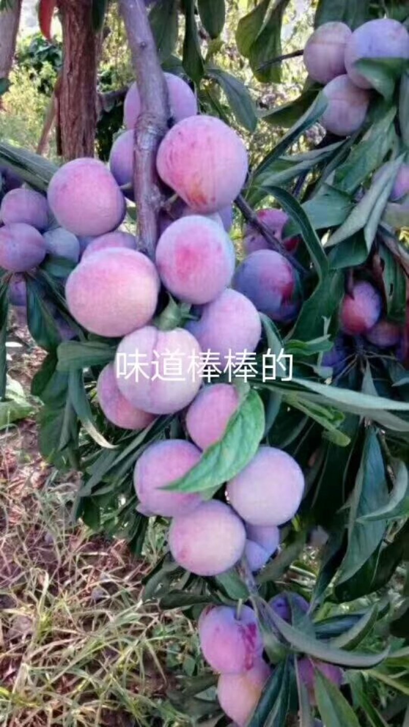 (李子苗)脆红李子树苗，一至二年苗。一手货源，基地直发
