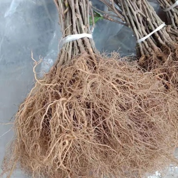 【猕猴桃实生苗】对萼水杨桃苗，嫁接猕猴桃专用粘木基地直发